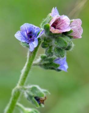 Fotografia 7 da espécie Cynoglossum creticum no Jardim Botânico UTAD