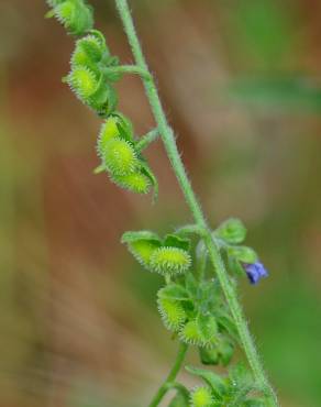 Fotografia 8 da espécie Cynoglossum creticum no Jardim Botânico UTAD