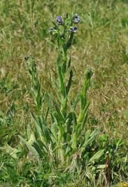 Fotografia da espécie Cynoglossum creticum