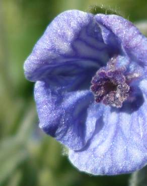 Fotografia 13 da espécie Cynoglossum creticum no Jardim Botânico UTAD