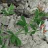 Fotografia 5 da espécie Dorycnium hirsutum do Jardim Botânico UTAD