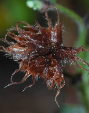 Fotografia 6 da espécie Dorycnium hirsutum no Jardim Botânico UTAD