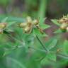 Fotografia 10 da espécie Dorycnium hirsutum do Jardim Botânico UTAD