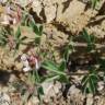 Fotografia 11 da espécie Dorycnium hirsutum do Jardim Botânico UTAD