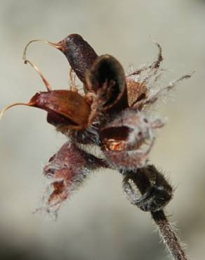 Fotografia 16 da espécie Dorycnium hirsutum no Jardim Botânico UTAD