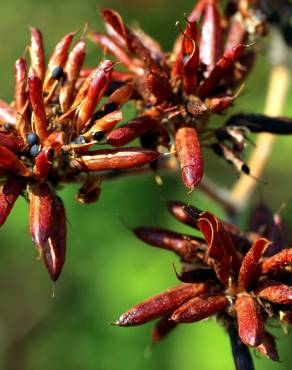 Fotografia 15 da espécie Dorycnium rectum no Jardim Botânico UTAD