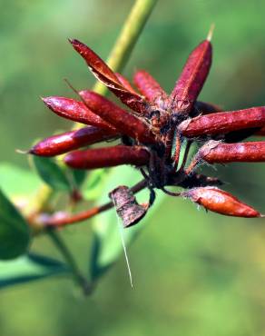 Fotografia 18 da espécie Dorycnium rectum no Jardim Botânico UTAD