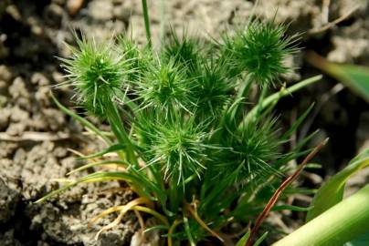 Fotografia da espécie Echinaria capitata