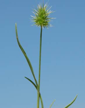 Fotografia 5 da espécie Echinaria capitata no Jardim Botânico UTAD