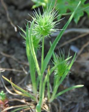 Fotografia 6 da espécie Echinaria capitata no Jardim Botânico UTAD