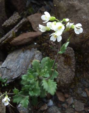 Fotografia 3 da espécie Draba muralis no Jardim Botânico UTAD