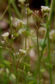 Fotografia da espécie Draba muralis