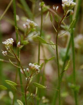 Fotografia 1 da espécie Draba muralis no Jardim Botânico UTAD