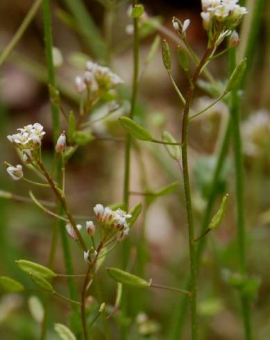 Fotografia de capa Draba muralis - do Jardim Botânico