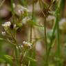 Fotografia 1 da espécie Draba muralis do Jardim Botânico UTAD