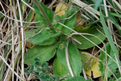 Fotografia da espécie Draba muralis