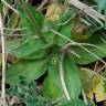 Fotografia 4 da espécie Draba muralis do Jardim Botânico UTAD