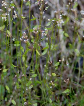 Fotografia 5 da espécie Draba muralis no Jardim Botânico UTAD