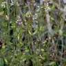 Fotografia 5 da espécie Draba muralis do Jardim Botânico UTAD