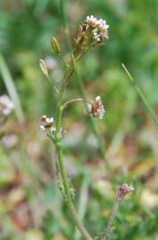 Fotografia da espécie Draba muralis