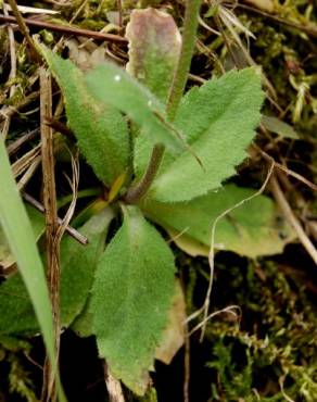 Fotografia 7 da espécie Draba muralis no Jardim Botânico UTAD