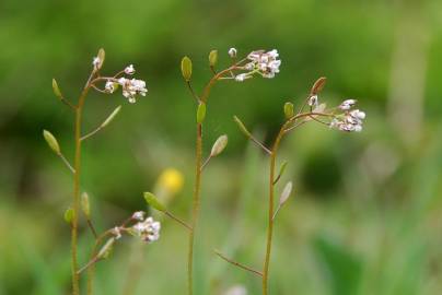 Fotografia da espécie Draba muralis