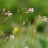 Fotografia 8 da espécie Draba muralis do Jardim Botânico UTAD