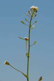Fotografia da espécie Draba muralis