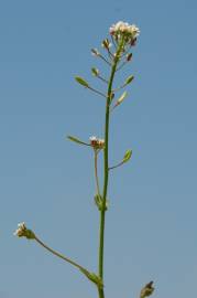 Fotografia da espécie Draba muralis