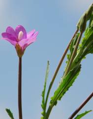 Epilobium tetragonum subesp. tournefortii