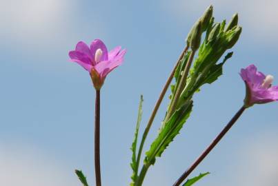 Fotografia da espécie Epilobium tetragonum subesp. tournefortii