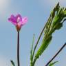 Fotografia 1 da espécie Epilobium tetragonum subesp. tournefortii do Jardim Botânico UTAD