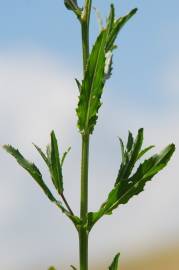 Fotografia da espécie Epilobium tetragonum subesp. tournefortii