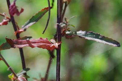 Fotografia da espécie Epilobium tetragonum subesp. tournefortii