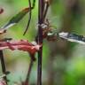 Fotografia 3 da espécie Epilobium tetragonum subesp. tournefortii do Jardim Botânico UTAD