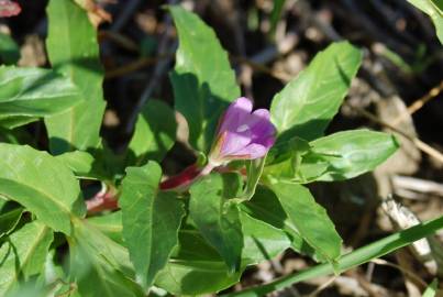 Fotografia da espécie Epilobium tetragonum subesp. tournefortii