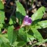 Fotografia 4 da espécie Epilobium tetragonum subesp. tournefortii do Jardim Botânico UTAD