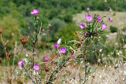 Fotografia da espécie Epilobium tetragonum subesp. tournefortii