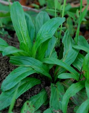 Fotografia 7 da espécie Epilobium tetragonum subesp. tournefortii no Jardim Botânico UTAD