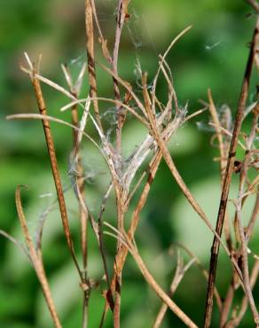 Fotografia 8 da espécie Epilobium tetragonum subesp. tournefortii no Jardim Botânico UTAD