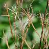 Fotografia 8 da espécie Epilobium tetragonum subesp. tournefortii do Jardim Botânico UTAD