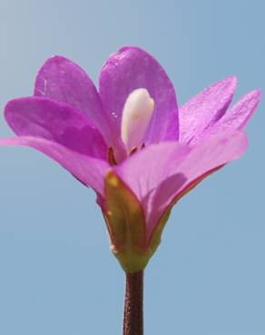 Fotografia 9 da espécie Epilobium tetragonum subesp. tournefortii no Jardim Botânico UTAD