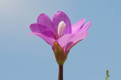 Fotografia da espécie Epilobium tetragonum subesp. tournefortii