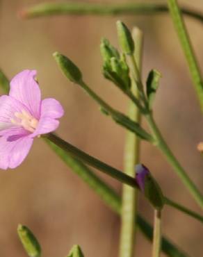 Fotografia 12 da espécie Epilobium tetragonum subesp. tournefortii no Jardim Botânico UTAD