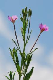 Fotografia da espécie Epilobium tetragonum subesp. tournefortii