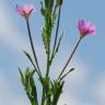 Fotografia 15 da espécie Epilobium tetragonum subesp. tournefortii do Jardim Botânico UTAD