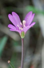 Fotografia da espécie Epilobium tetragonum subesp. tournefortii