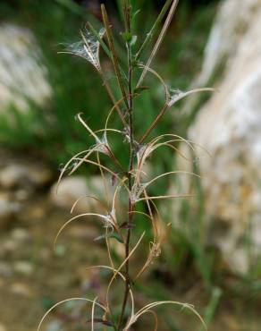 Fotografia 7 da espécie Epilobium parviflorum no Jardim Botânico UTAD