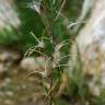 Fotografia 7 da espécie Epilobium parviflorum do Jardim Botânico UTAD