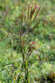 Fotografia da espécie Epilobium parviflorum